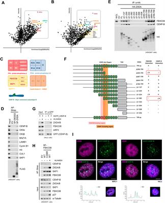 FBXO38 Ubiquitin Ligase Controls Centromere Integrity via ZXDA/B Stability